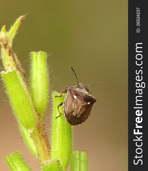 Small yellowish-brown new forest shieldbug. Small yellowish-brown new forest shieldbug.