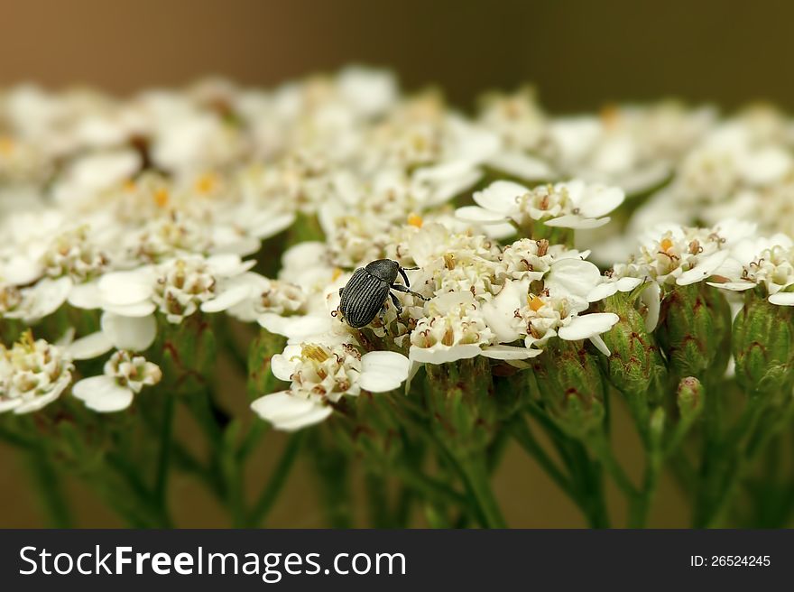 Little black snout beetle on a yarrow flower.