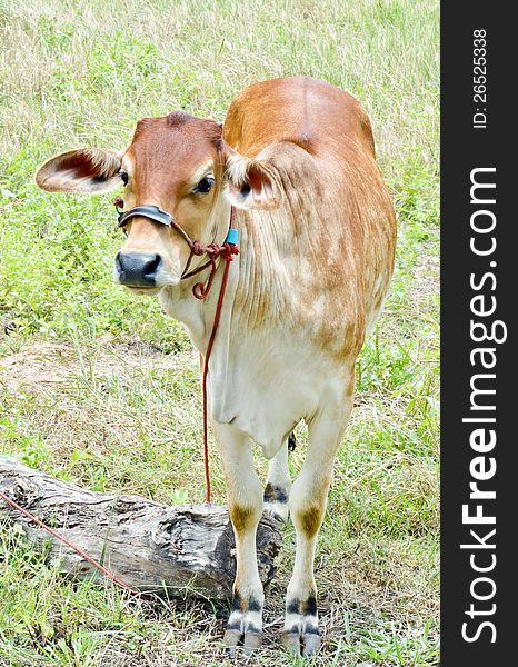 Baby cow in grassland,native cow in thailand.