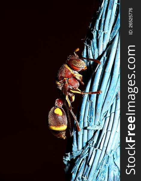 Tiny Red and yellow wasp holding vey thin string, over Dark Background.