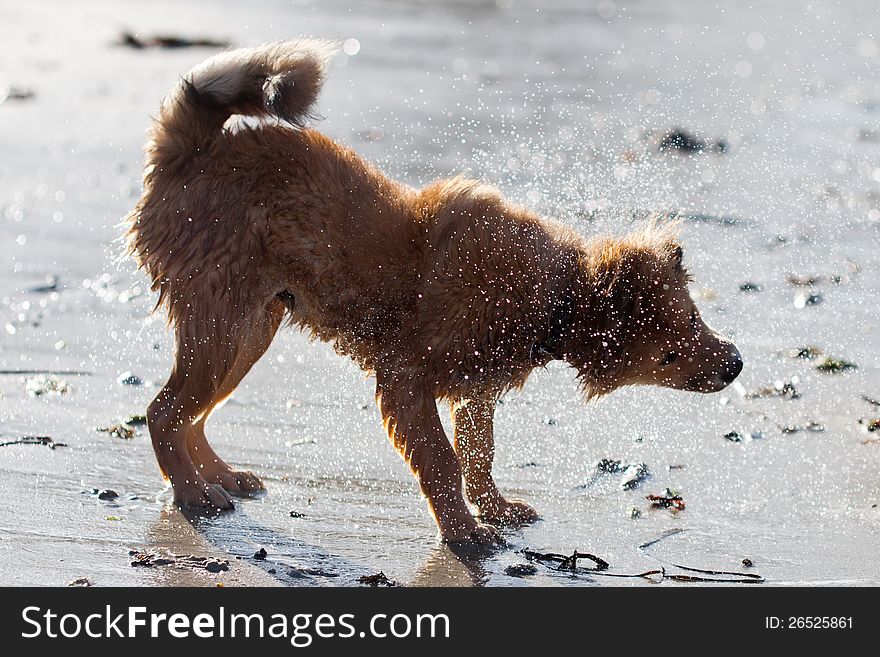 Cute Elo (German dog breed) puppy shakes out the wet fur at the summer beach. Cute Elo (German dog breed) puppy shakes out the wet fur at the summer beach