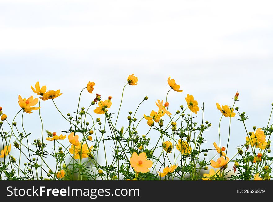 Yellow daisy in the meadow