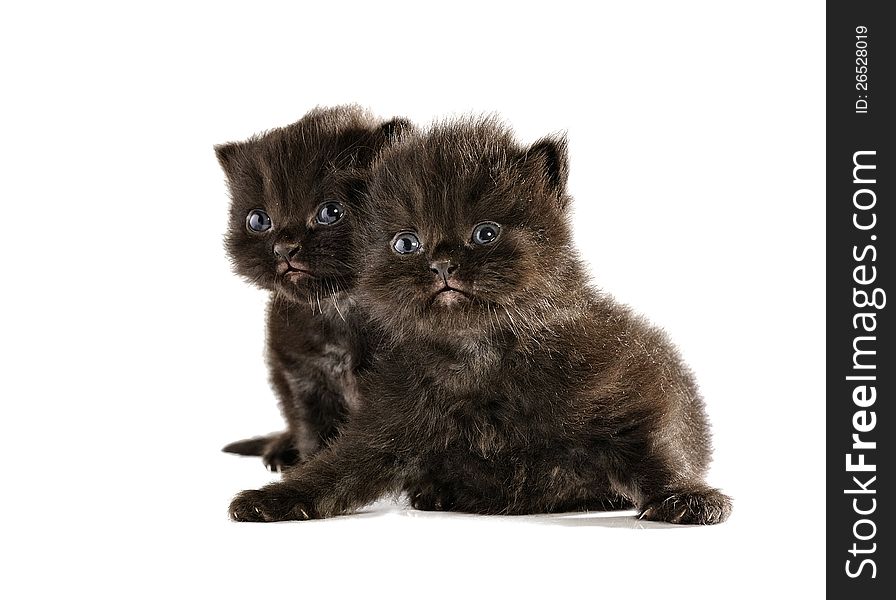 Black persian kitten isolated over white background. Black persian kitten isolated over white background