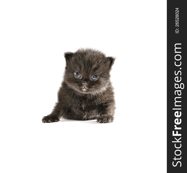 Black persian kitten isolated over white background. Black persian kitten isolated over white background