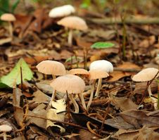 Wild Mushrooms Royalty Free Stock Photography