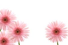 Pink Gerbera Royalty Free Stock Photo