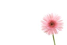 Pink Gerbera Stock Photo