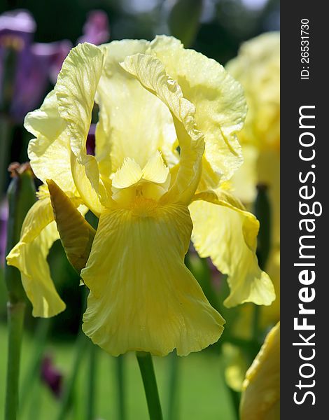 Yellow Iris Close Up