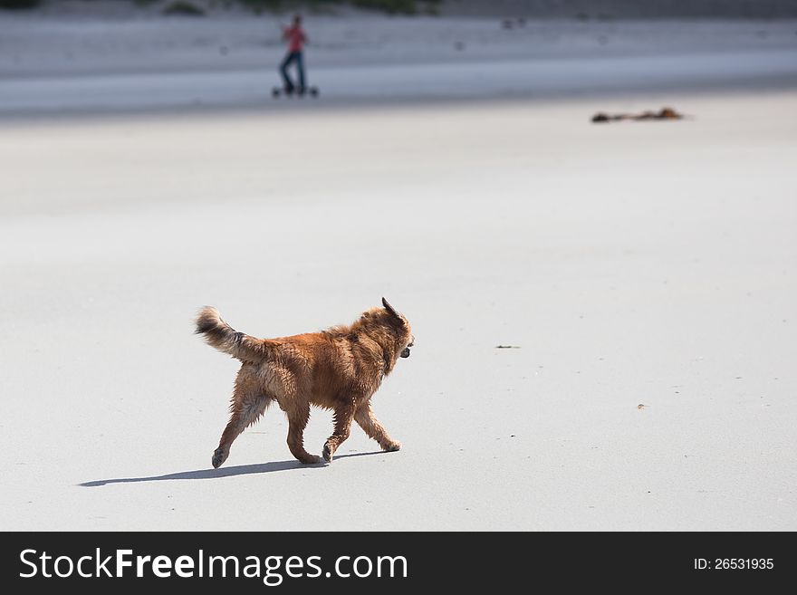 Elo Puppy Walks Along The Beach