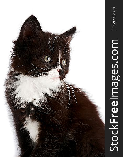 Portrait of a black-and-white kitten on a white background