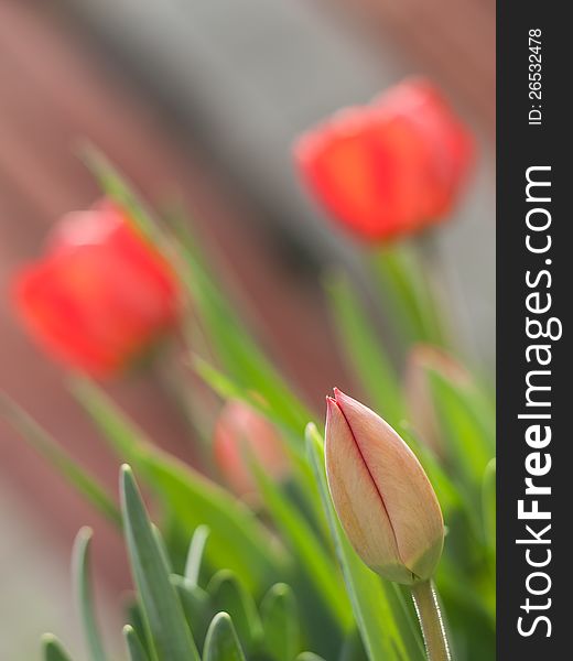 Tulip bud and two tulips. Tulip bud and two tulips