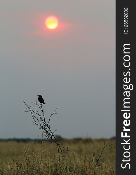 African sunset with Southern Anteating Chat in the foreground on a dried shrub.  Photo taken in Namibia. African sunset with Southern Anteating Chat in the foreground on a dried shrub.  Photo taken in Namibia.