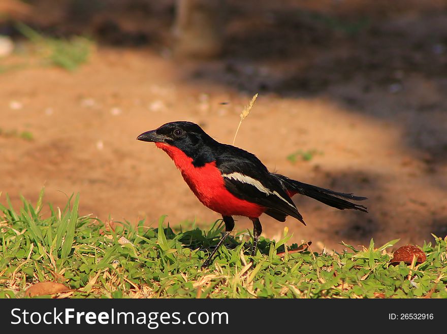An adult Crimsonbreasted Shrike feeding on a lawn.  Photo taken in Namibia, Africa. An adult Crimsonbreasted Shrike feeding on a lawn.  Photo taken in Namibia, Africa.