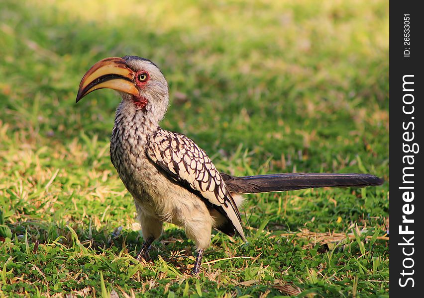 An adult female Southern Yellowbilled Hornbill on a lawn in Namibia, Africa. An adult female Southern Yellowbilled Hornbill on a lawn in Namibia, Africa.