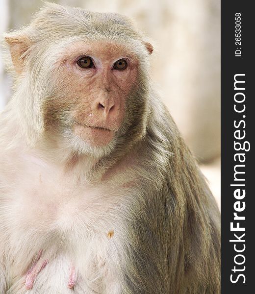 Portrait of monkey from india