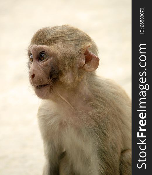 Portrait of little monkey from india in summer