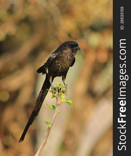African Longtailed Shrike - Earth S Feathers