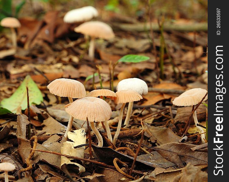 Wild mushrooms on the ground.