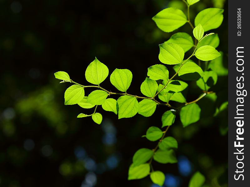 Jujube Leaves.