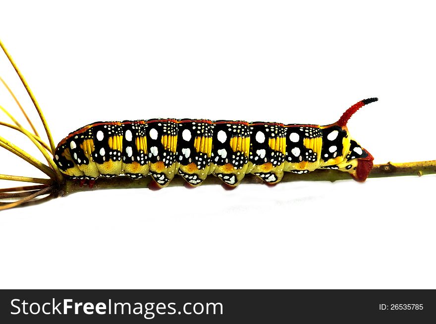 Caterpillar walking on branch white background. Caterpillar walking on branch white background