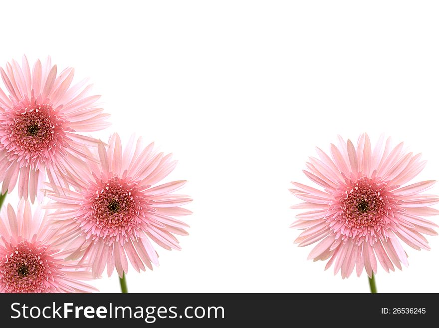 Beautiful pink gerbera isolated on white background