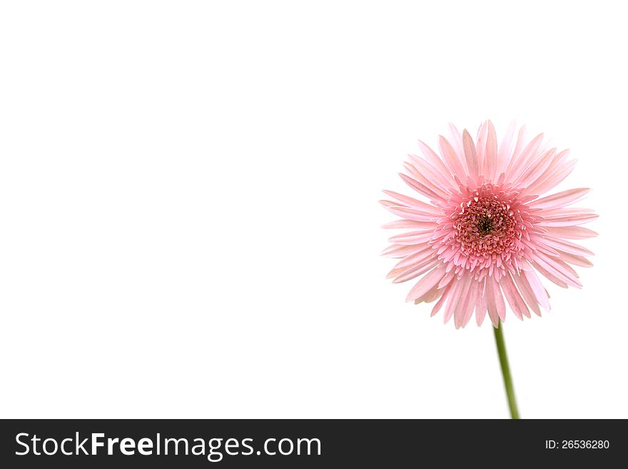 Beautiful pink gerbera isolated on white background