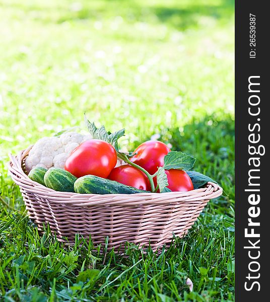 Vegetables in basket on a green grass