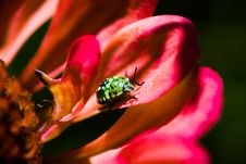 Southern Green Stink Bug Larva On Red Flower Royalty Free Stock Photos Southern Green Stink Bug Larva On Red Flower Royalty Free Stock Photos