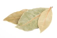 Dried Bay &x28;Laurel&x29; Leaves Stock Photo Dried Bay &x28;Laurel&x29; Leaves Stock Photo