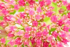 Pink Hylotelephium &x28;Sedum Telephium&x29; Flowers Stock Photo Pink Hylotelephium &x28;Sedum Telephium&x29; Flowers Stock Photo