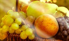Organic Fruits - Autumn Fruits Royalty Free Stock Photography