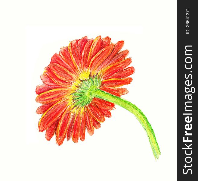 Watercolor image of backside of marigold isolated on white background