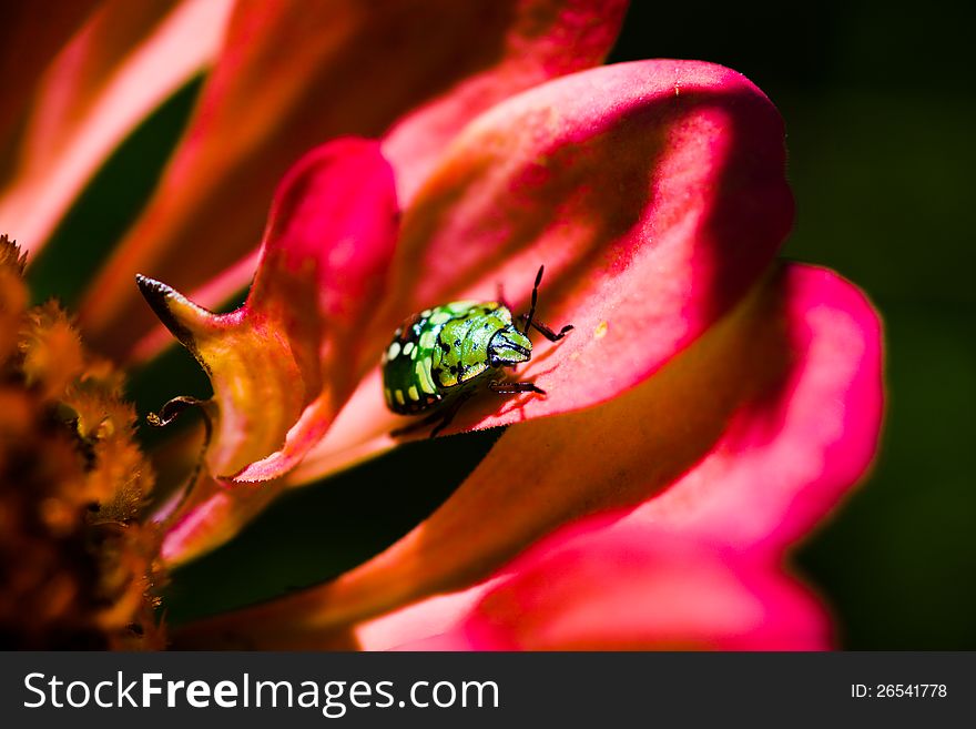 Southern green stink bug (Nezara viridula) larva on red flower's petals on green background. Southern green stink bug (Nezara viridula) larva on red flower's petals on green background