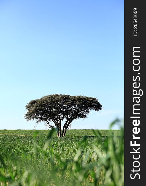 One tree in a field on a background of blue sky