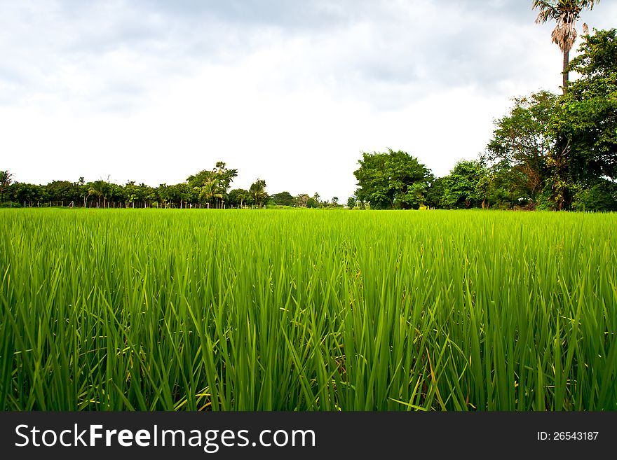 Rice field green grass with blue sky