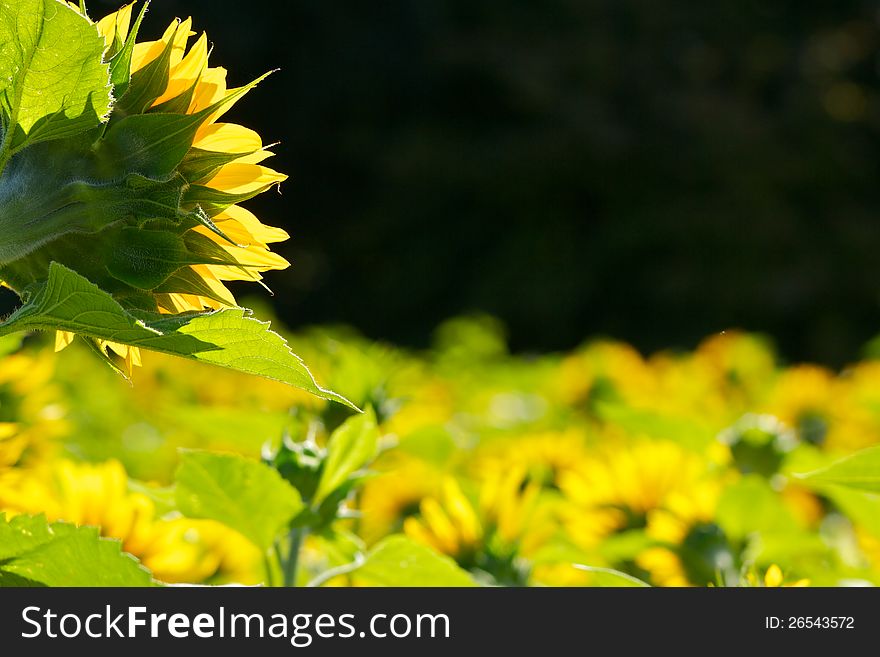 A field of sunflowers in full bloom, on a sunny day.  Shot from behind the flowers allowing for nice backlighting. A field of sunflowers in full bloom, on a sunny day.  Shot from behind the flowers allowing for nice backlighting.