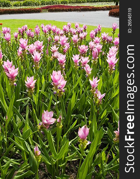 Siam Tulip Flowers