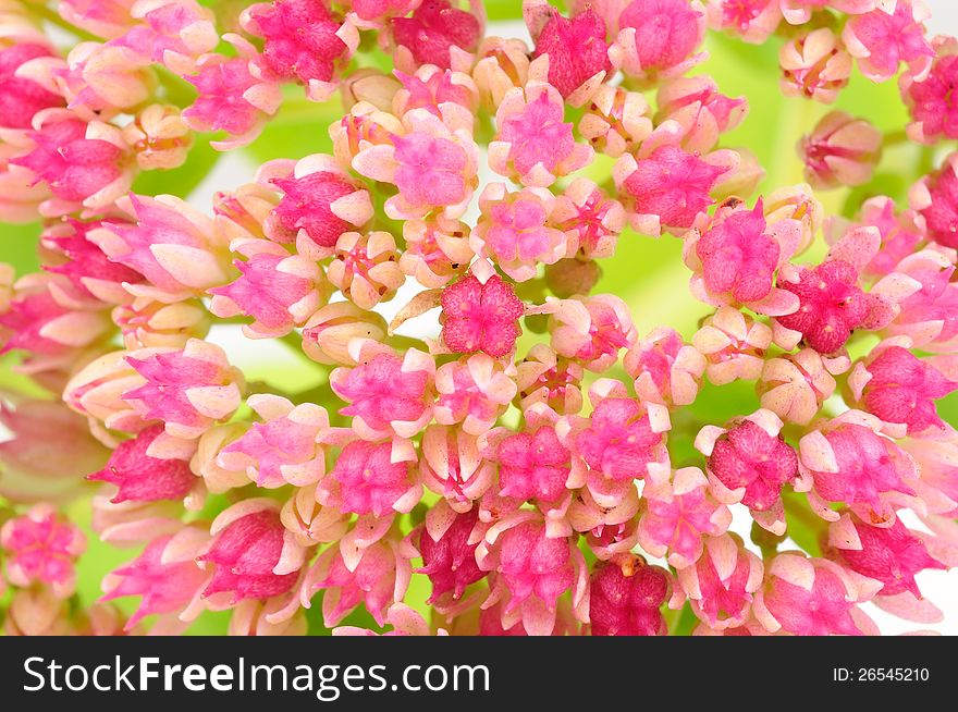 A close-up of pink hylotelephium (sedum telephium) flowers. A close-up of pink hylotelephium (sedum telephium) flowers