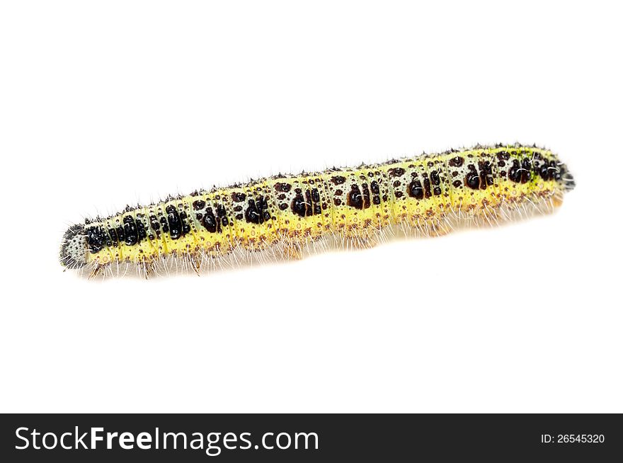 A cabbage caterpillar close-up on a white background