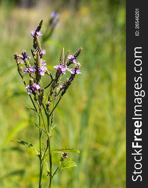 Wild flowers on the meadow