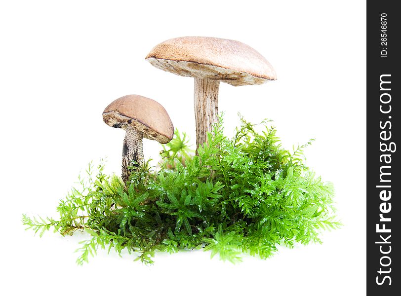 Forest mushrooms with moss on a white background