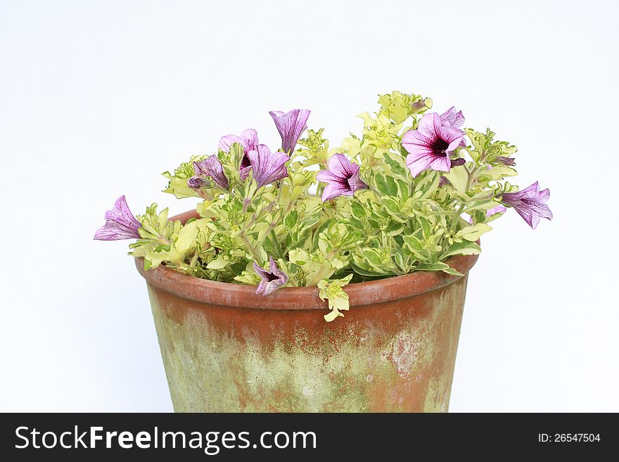 Pink surfinia in the flowerpot on white background. Pink surfinia in the flowerpot on white background