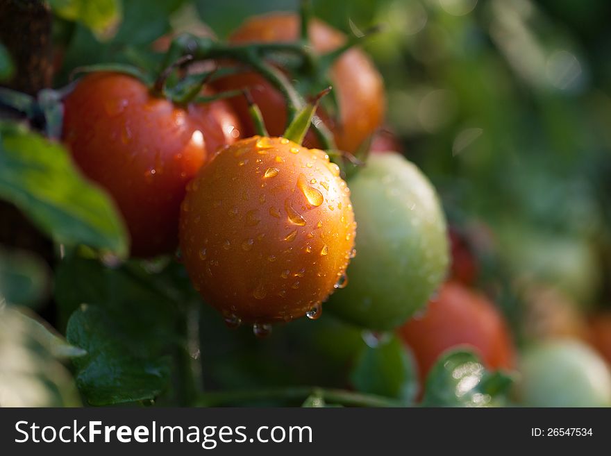 Red and green tomatoes with water drops