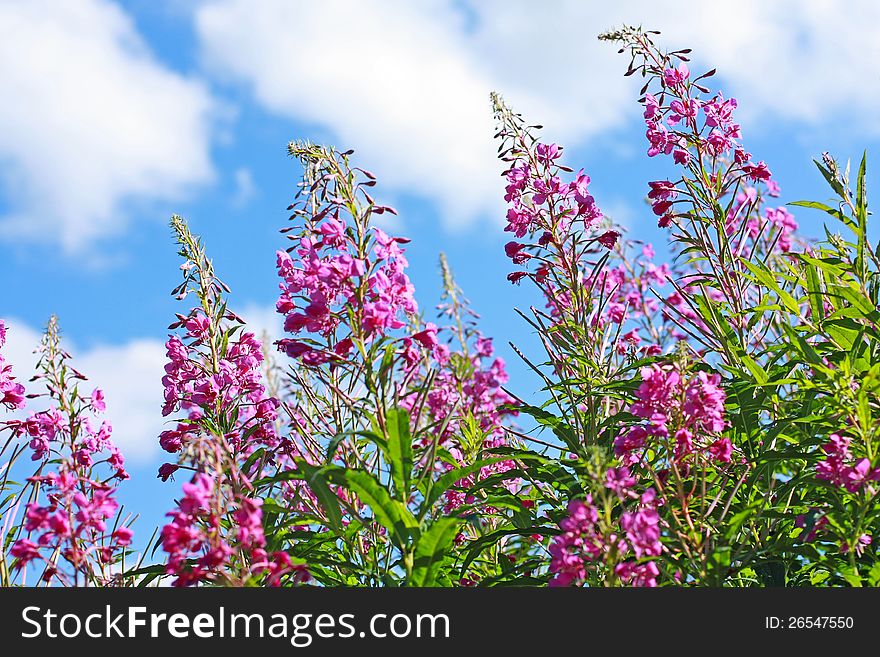 Beautiful Wildflowers Meadow