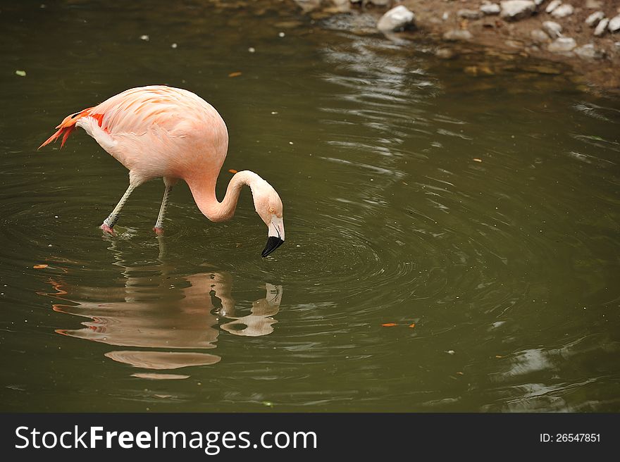 Flamingos pecking in a water and looking at a reflection of their
