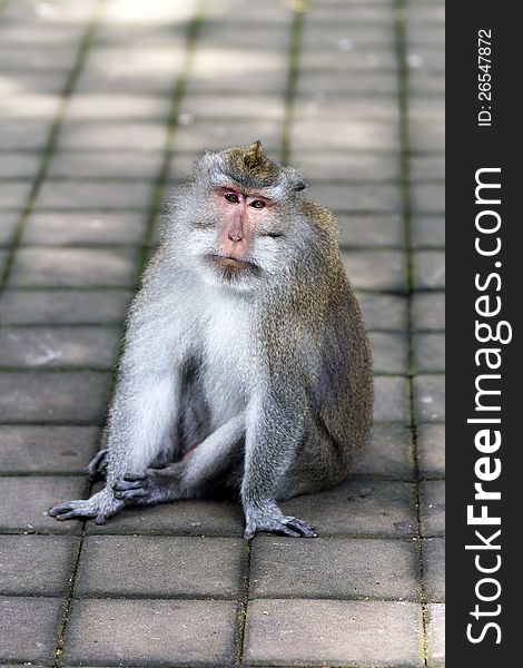 Thoughtful Monkey In Ubud Forest, Bali