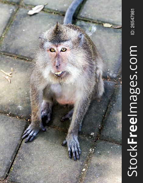 Monkey looking at camera, Ubud forest, Bali, Indonesia. Monkey looking at camera, Ubud forest, Bali, Indonesia