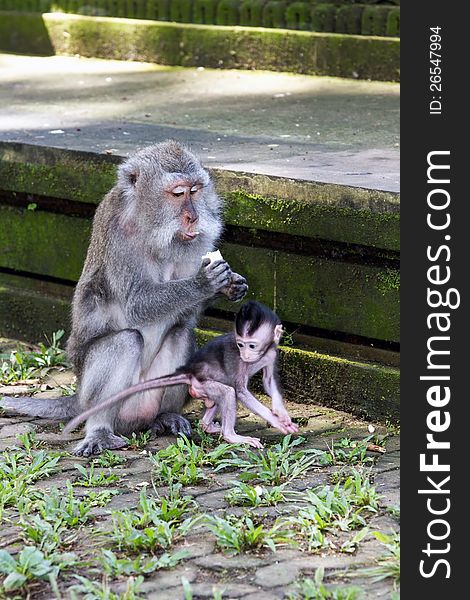 Mother and baby monkey eating