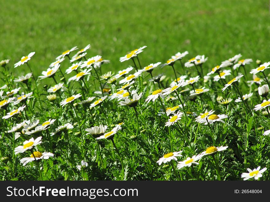 Beautiful white flowers of a camomile on a meadow in a green grass. Background. Beautiful white flowers of a camomile on a meadow in a green grass. Background.