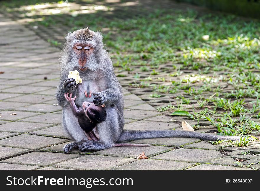 Mother And Baby Monkey Eating